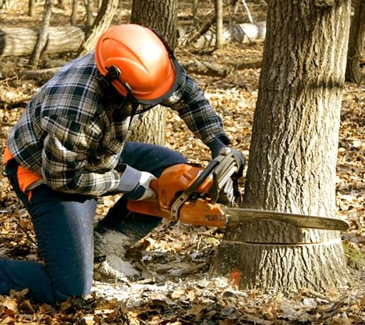 Tree Removal in East Machias, ME